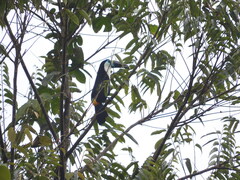 Ramphastos vitellinus