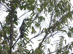 Ramphastos vitellinus