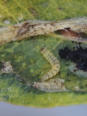 Phyllonorycter corylifoliella