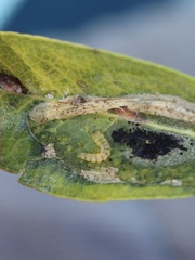 Phyllonorycter corylifoliella