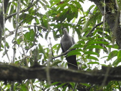 Patagioenas plumbea