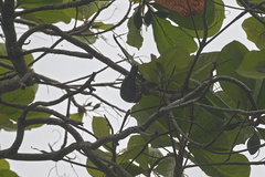 Melanerpes