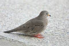 Columbina cruziana