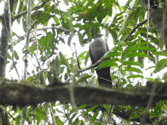 Patagioenas plumbea