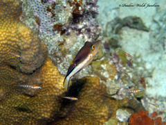Canthigaster rostrata