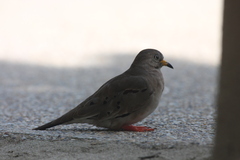 Columbina cruziana