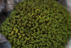 Hymenoloma crispulum