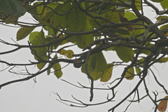 Melanerpes