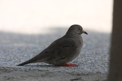 Columbina cruziana