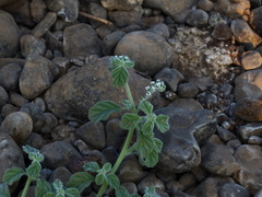 Heliotropium supinum