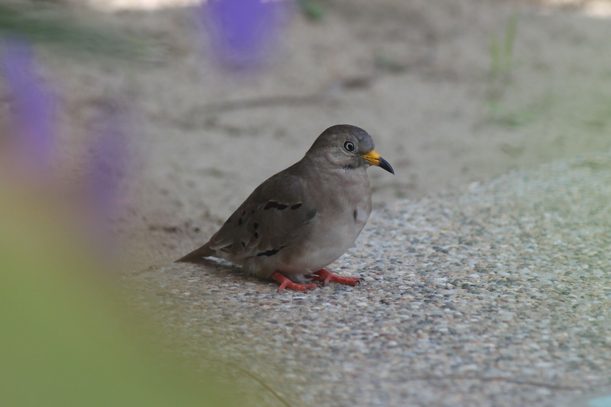 Croaking Ground Dove (Columbina cruziana)