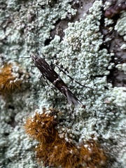 Cosmopterix pulchrimella