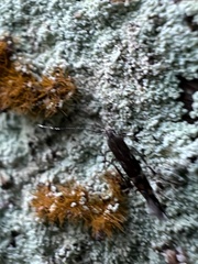 Cosmopterix pulchrimella