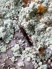 Cosmopterix pulchrimella