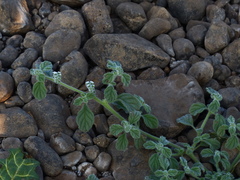 Heliotropium supinum