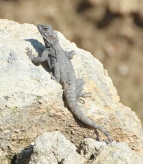 Laudakia vulgaris