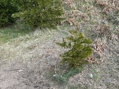 Calocedrus decurrens