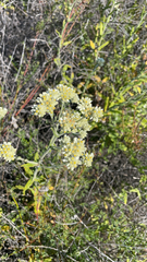 Pseudognaphalium biolettii