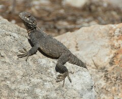Laudakia vulgaris