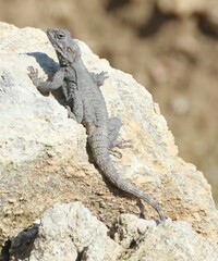 Laudakia vulgaris
