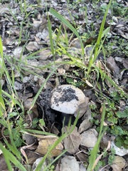 Amanita velosa