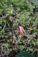 Calypso bulbosa