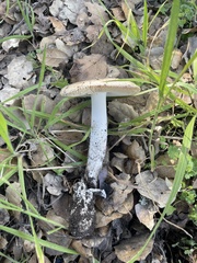 Amanita velosa