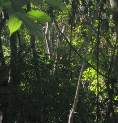 Pulsatrix koeniswaldiana