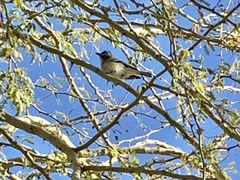 Vireo plumbeus