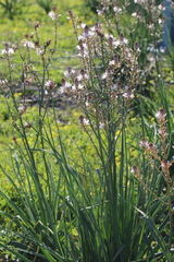 Asphodelus ramosus