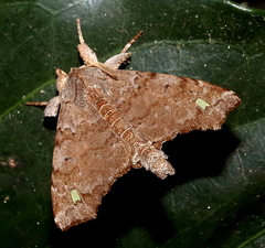 Olceclostera indentata