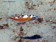 Serranus tabacarius