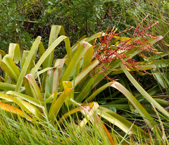Aechmea blanchetiana