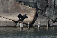 Phalacrocorax carbo hanedae