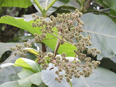 Bathysa australis