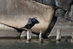 Phalacrocorax carbo hanedae