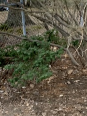 Taxus cuspidata