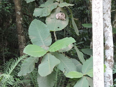 Bathysa australis