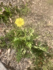 Pyrrhopappus pauciflorus
