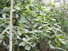 Bathysa australis