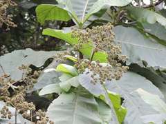 Bathysa australis