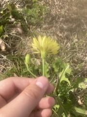 Pyrrhopappus pauciflorus
