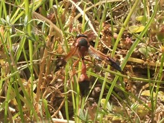 Delta dimidiatipenne