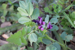 Vicia narbonensis