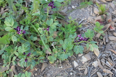 Vicia narbonensis