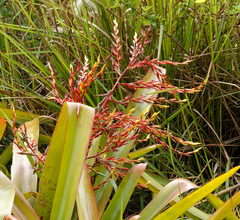 Aechmea blanchetiana