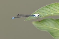 Acanthagrion lancea