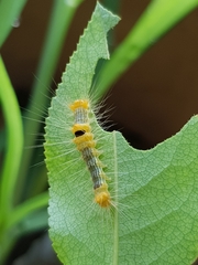 Calliteara horsfieldii