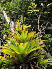 Vriesea philippocoburgi