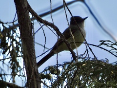 Myiarchus tuberculifer